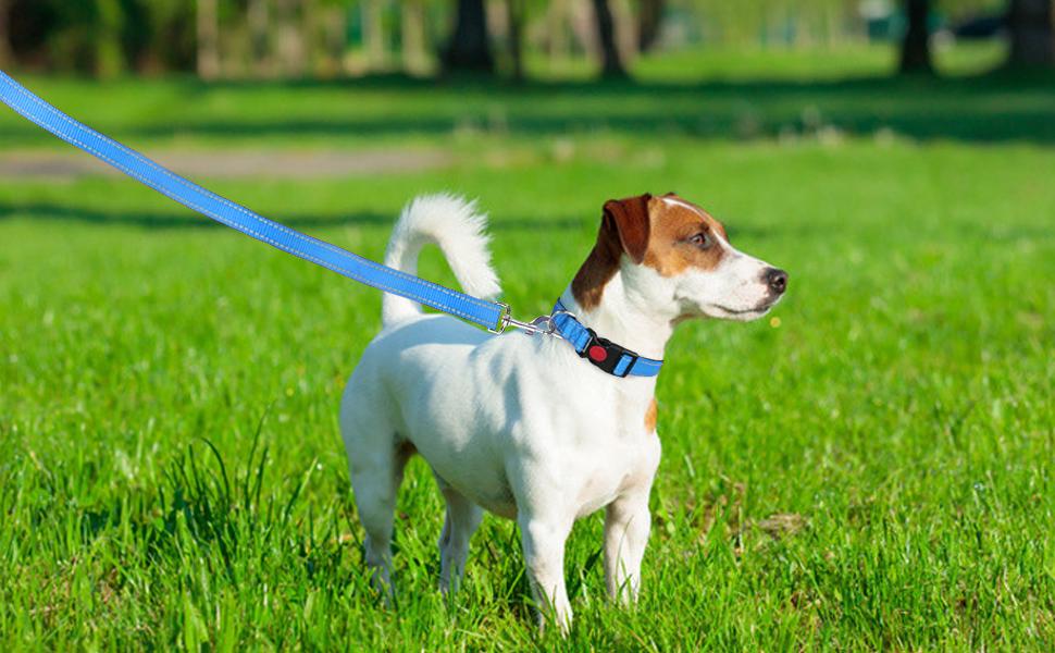 collier pour chien