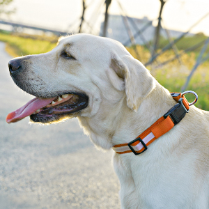 USB Collier de Chien LED 