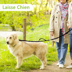 ceinture laisse chien