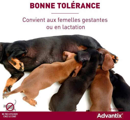 ADVANTIX Très Petit Chien – Anti-Puces et Anti-Tiques – 1.5-4KG – 4 Pipettes – Image 10