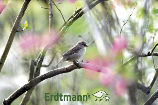 Erdtmanns Graines de Tournesol pour Oiseaux 20 Kg – Image 3