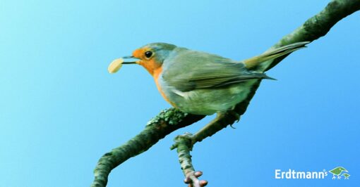 Erdtmanns Cacahuète pour Oiseaux 1 Kg – Image 4