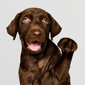 Aimé jouet chien balle toucher