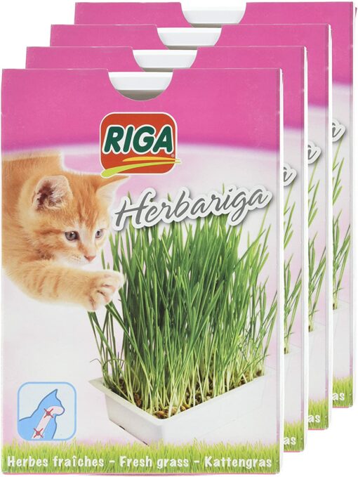 Riga Herbariga Herbe à Chat