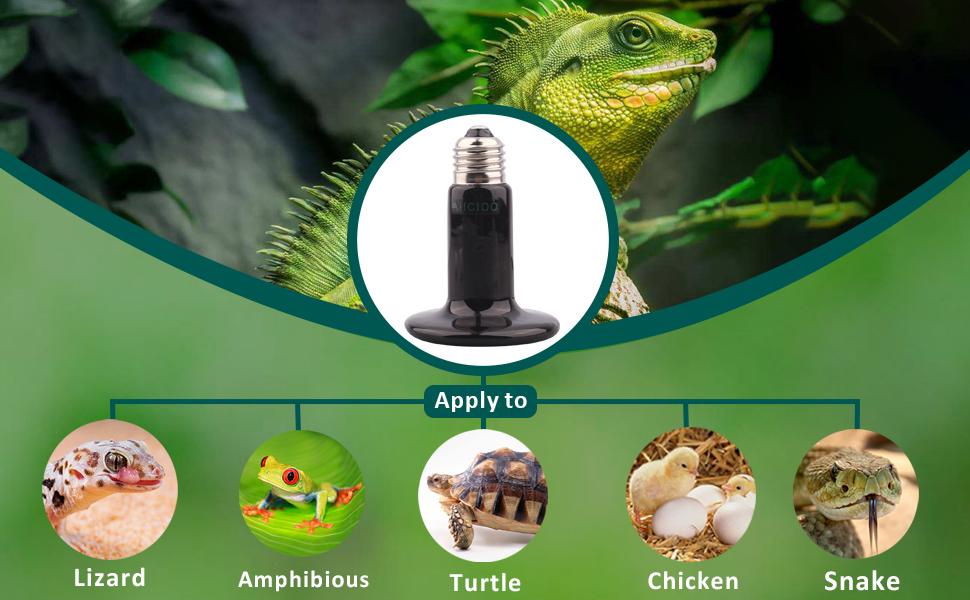 reptile heat lamp