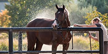 Spray de crin pour chevaux