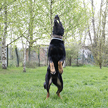 AIME jouet chien balle agility