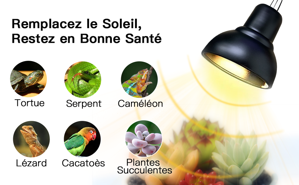 Lampe Chauffante Tortue