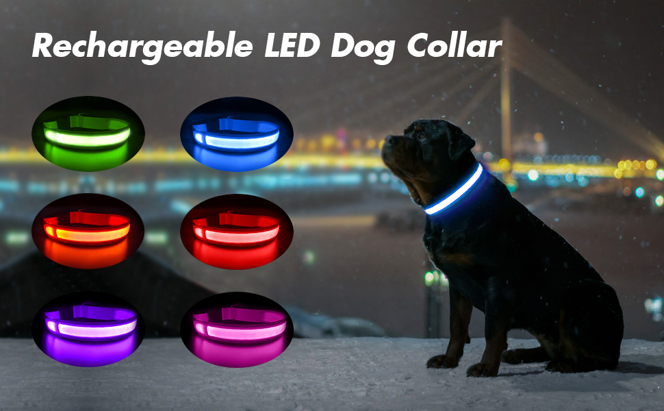 Collier Chien Lumineux