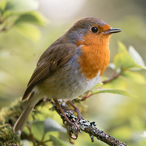 Wildlife Friend - Oiseaux protéger la biodiversité