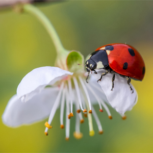 Wildlife Friend - Insectes protéger la biodiversité