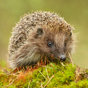 Wildlife Friend - Hérisson protéger la biodiversité