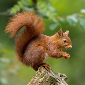 Wildlife Friend - Écureuil protéger la biodiversité