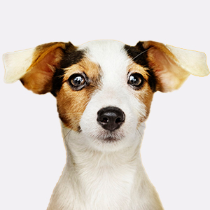 AIME jouet chien balle stimuler oreilles
