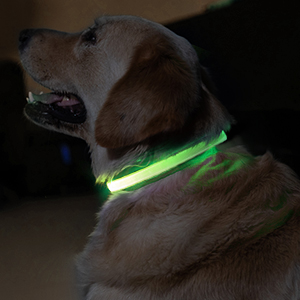 USB Collier de Chien LED 