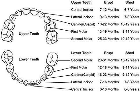 2PCS Boîte à dents pour enfants, boîte de rangement pour dents de bébé Sauvegarder dans une boîte de rangement en bois Boîte à souvenirs à feuilles caduques personnalisée – Image 7