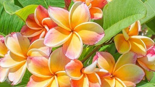 Frangipanier/Plumeria 'Imperial Crown' 5 Graines