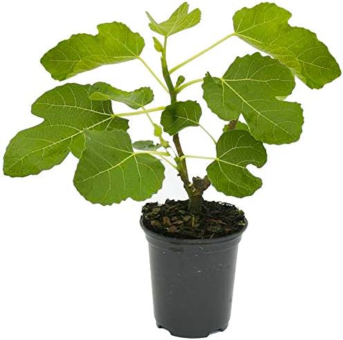 Figuier Brown Turkey Figuier d'extérieur en pot (20-30 cm Pot Incl.)