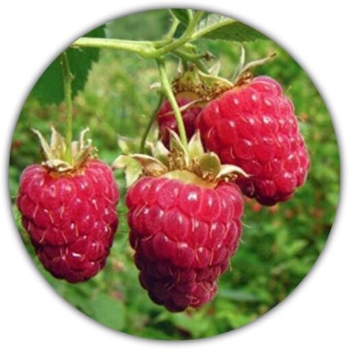 Framboise géante - 50 graines - Rubus idaeus - Pour plantes vivaces - Fruits sains et riches en vitamines