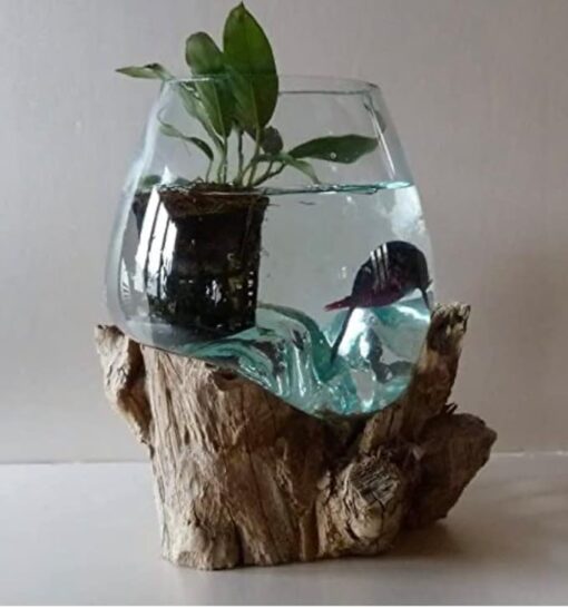 Aquarium ou Vase en Verre soufflé sur Racine de Bois, modèle Unique (Hauteur Environ 25cm) spécialement adapté pour Poisson Combattant, Betta. Vendeur Francais.