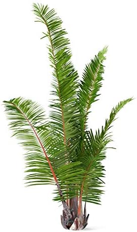 La Cordeline Raphia Naturel 150 g Lien pour Jardin, Bricolage, Emballage cadeaux, Décoration DIY – Image 4